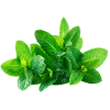 Menthe